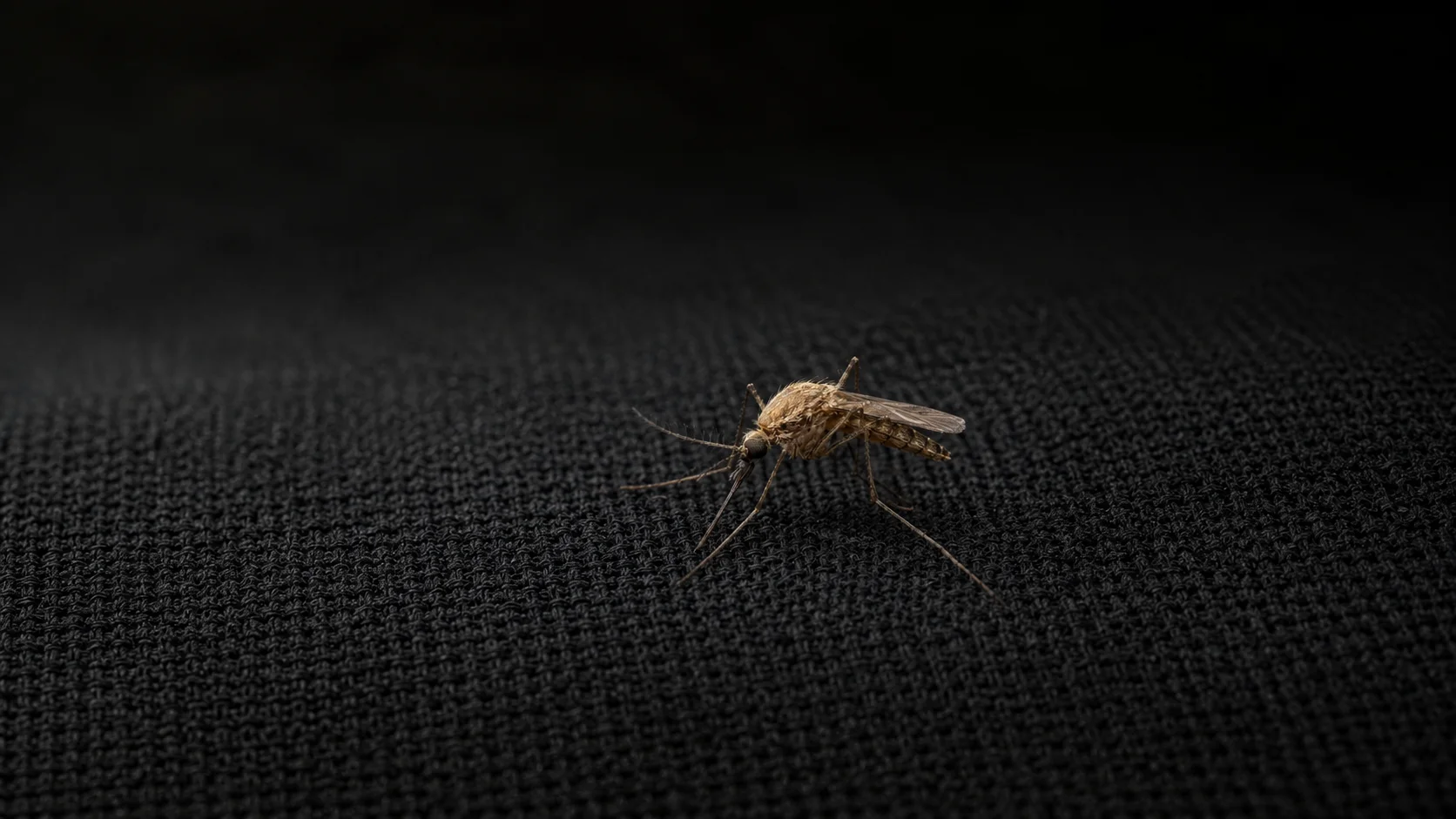 🦟 Simple ways to avoid mosquitoes: what color clothing to wear?